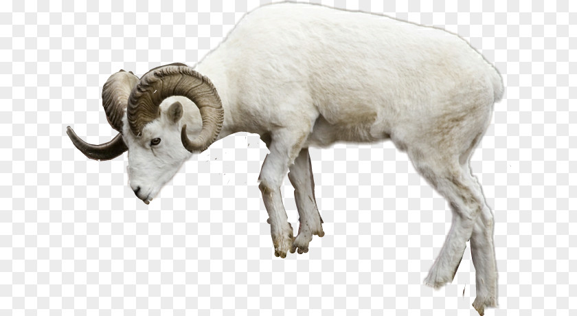 Animal Plus Bighorn Sheep Merino Goat Shorthorn PNG