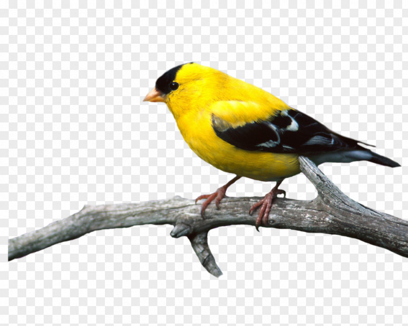 Bird Flight PNG