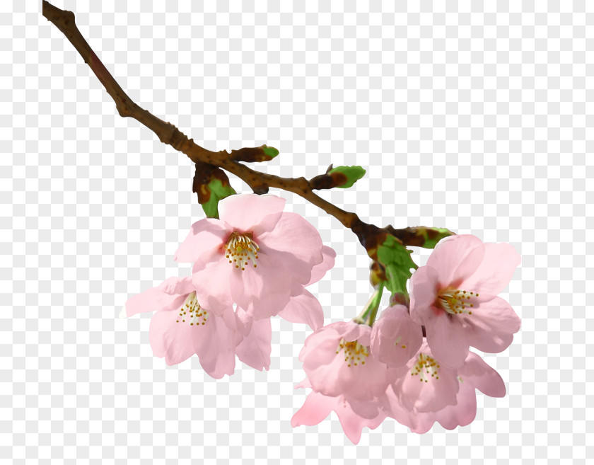 Cherry Blossoms Branch Paper Tree Clip Art PNG