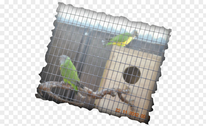 Lovebirds Cage Pet Claudia's Party Service Taste PNG