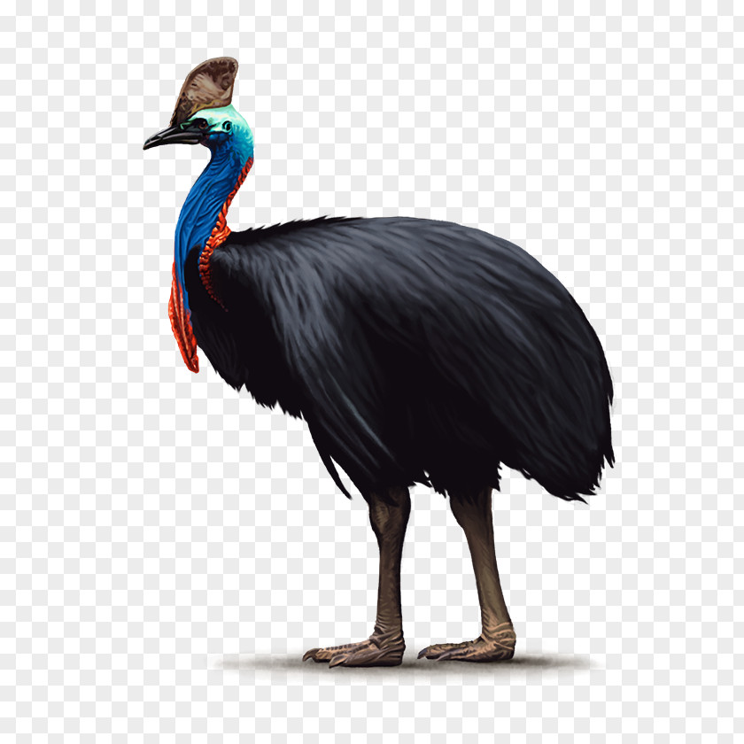 Ostrich Handbook Of The Birds World Common Southern Cassowary Ratite PNG