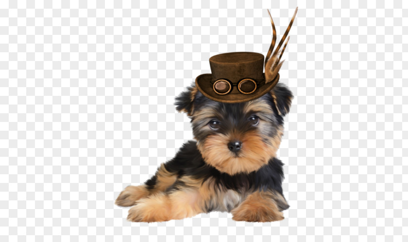 Puppy Yorkshire Terrier Morkie Dog Breed Companion PNG