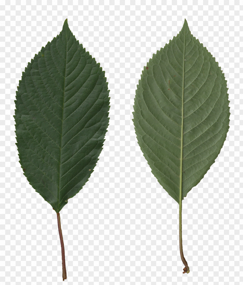 Sided Leaf Sweet Cherry Creative Commons License Tree PNG