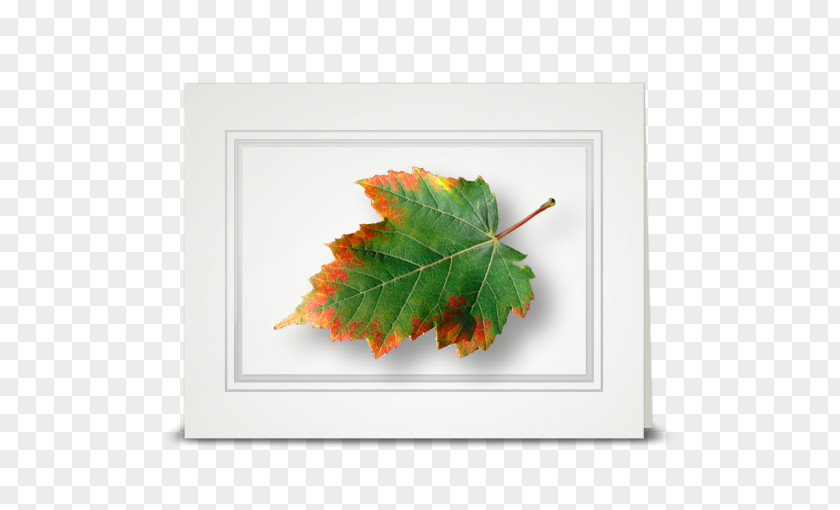 Sunflower Leaf Maple Tree Rectangle PNG