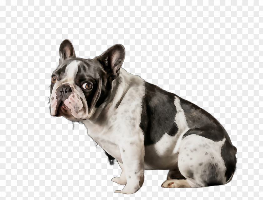 Toy Bulldog Snout French PNG