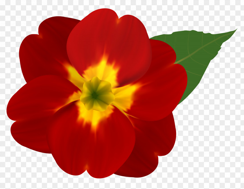 Wildflower Primula Petal Flower Red Plant Flowering PNG