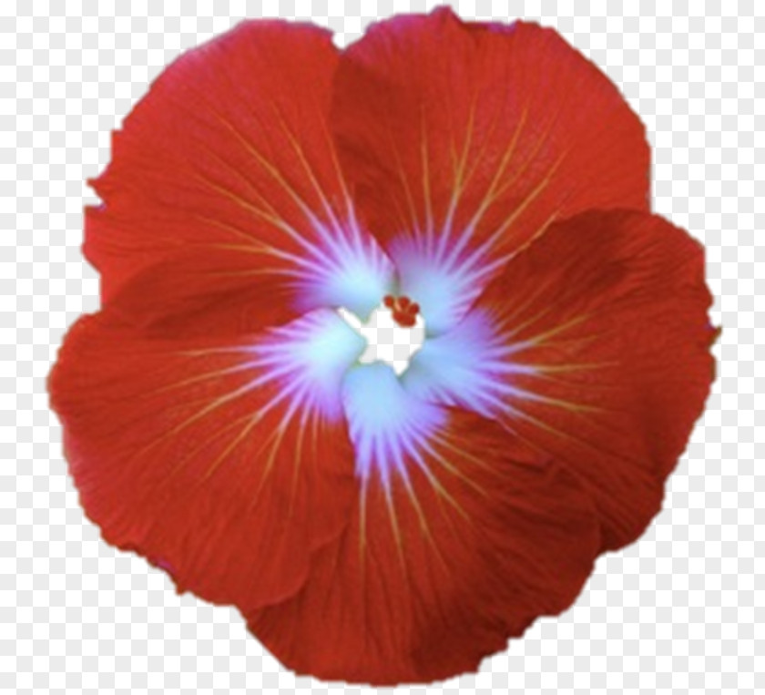 Flower Shoeblackplant Hawaiian Hibiscus Red PNG