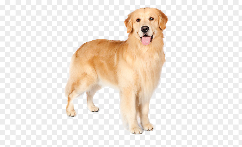 Golden Retriever Nova Scotia Duck Tolling Ancient Dog Breeds Companion PNG