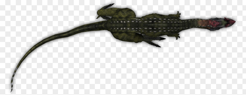 Lizard Amphibian Crocodiles Tail Animal PNG