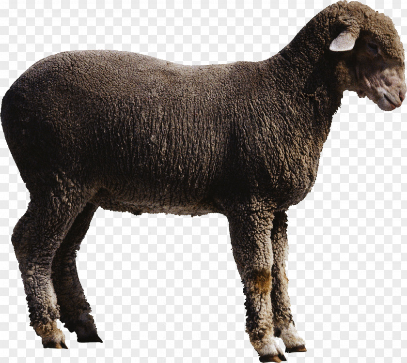 Sheep Image Goat PNG