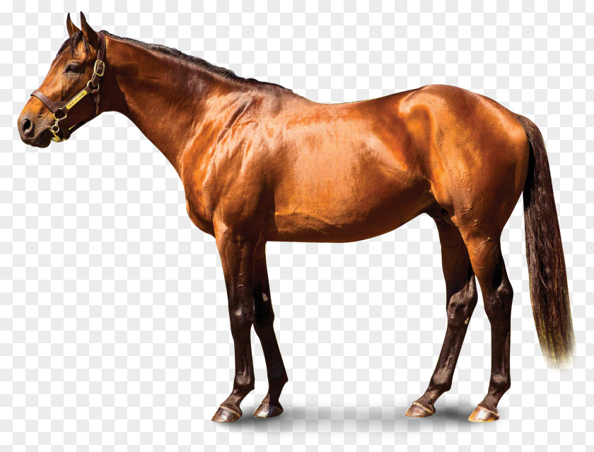 Spirit Stallion Of The Cimarron Thoroughbred Keeneland Association Inc Horse Racing Mucho Macho Man PNG