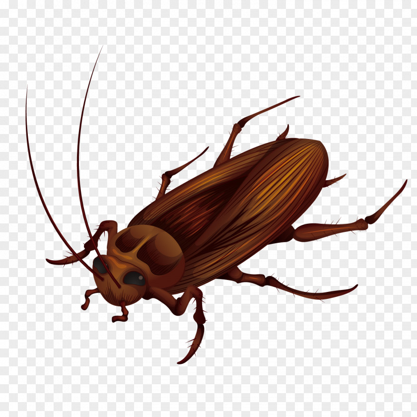 Vector Big Cockroach Anatomy Stock Photography Illustration PNG