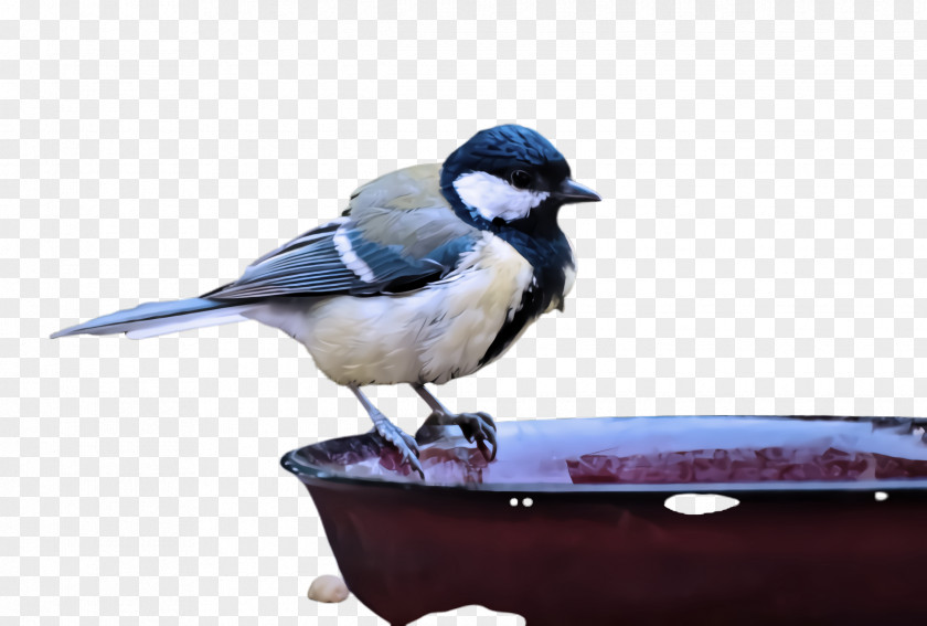 Advertising Black Capped Chickadee Bird Blue Jay Beak Songbird PNG