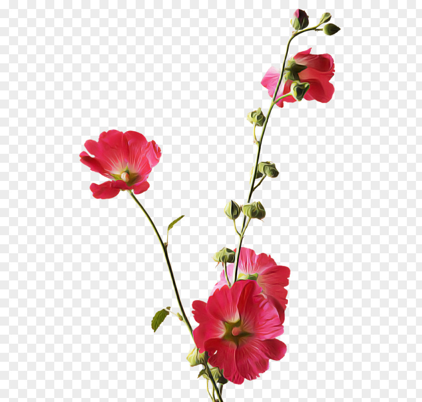 Annual Plant Pink Family Flower Flowering Petal PNG