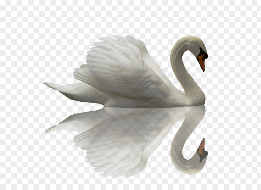 Beautiful Swan Black Chinese Dragon Cygnini PNG