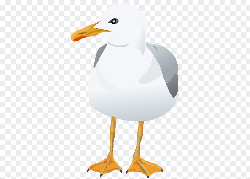 Bird European Herring Gull Gulls Clip Art PNG