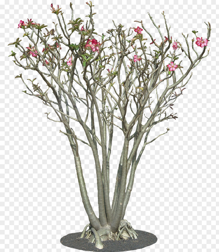 Bonsai Pruning Adenium Obesum Tree Plant Arabicum Shrub PNG