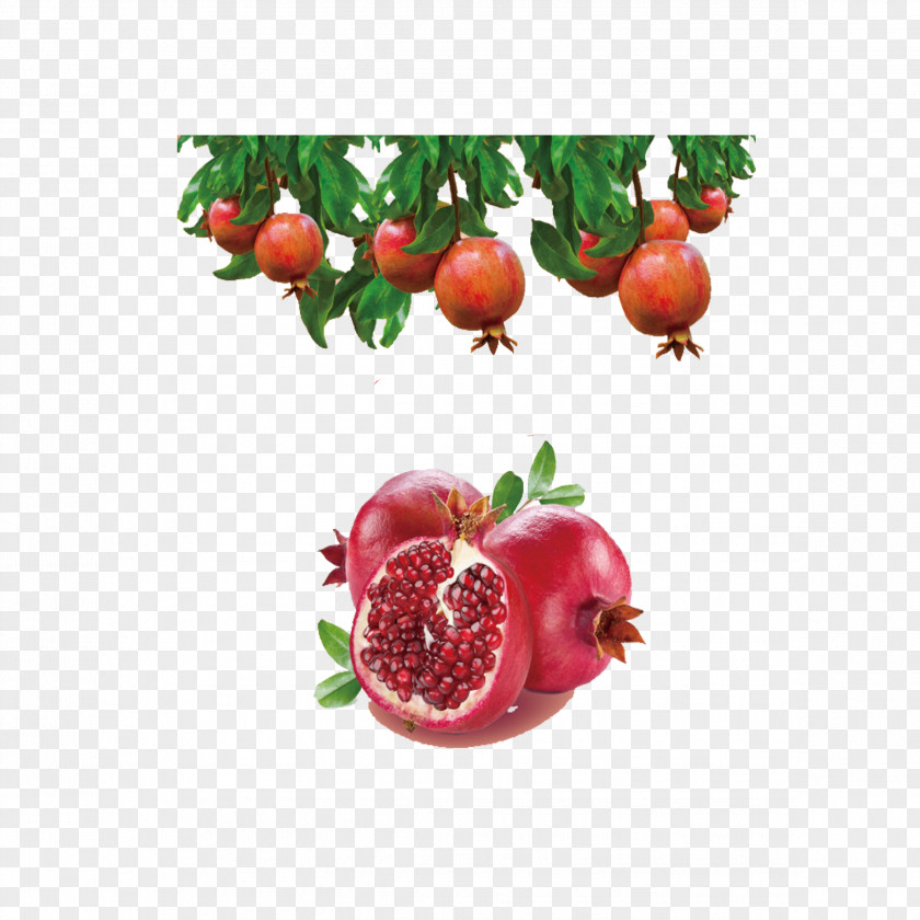Break Apart Pomegranate Juice Gelatin Dessert Fruit Extract PNG