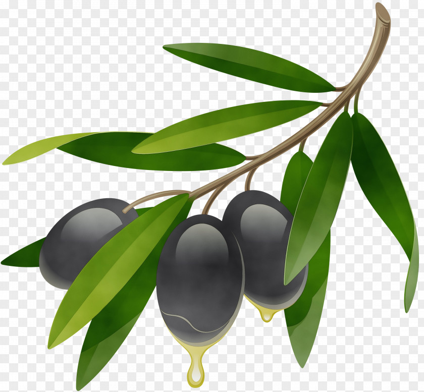 Food Branch Plant Tree Leaf Olive Fruit PNG