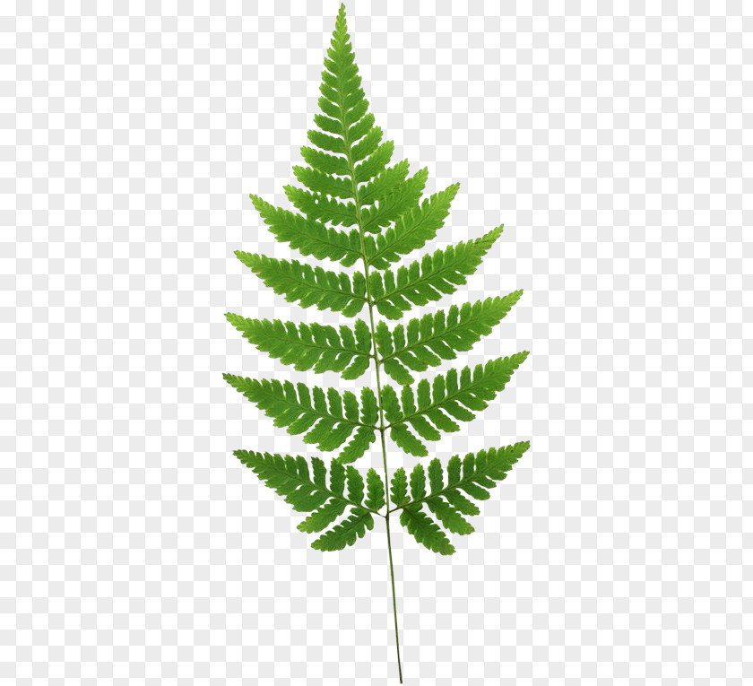 Leaf Fern Burknar Plant Stem PNG