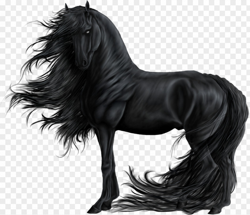 Mustang Gypsy Horse Stallion Black Howrse PNG