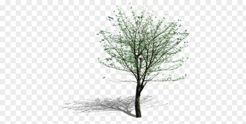 Tree Leaf Computer Pattern PNG
