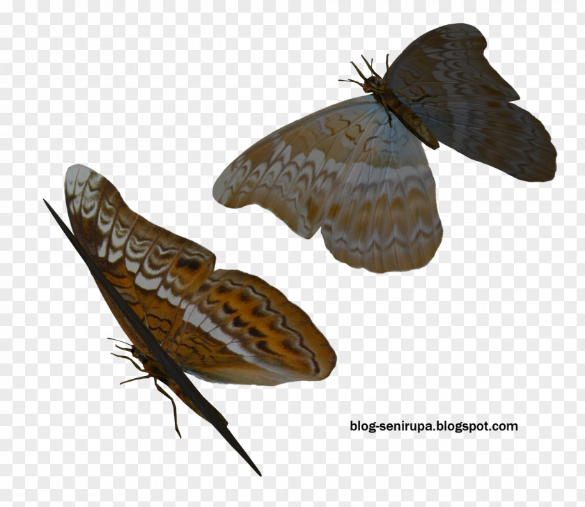Butterfly Brush-footed Butterflies Brown House Moth Art Hofmannophila PNG