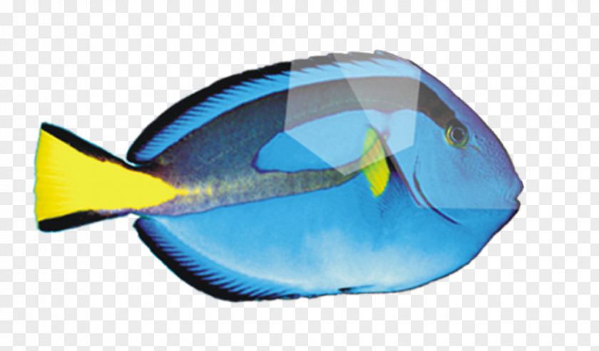 Cartoon Blue Deep Sea Fish Peces De Mar PNG