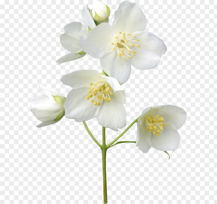 Iy Jasmine Flower Clip Art Photography PNG