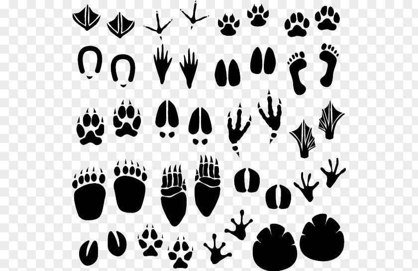 Insect Footprints Footprint Animal Track Clip Art PNG