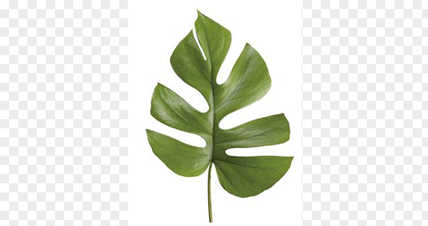 Leaf Swiss Cheese Plant Philodendron Bipinnatifidum Follaje Lucky Bamboo PNG