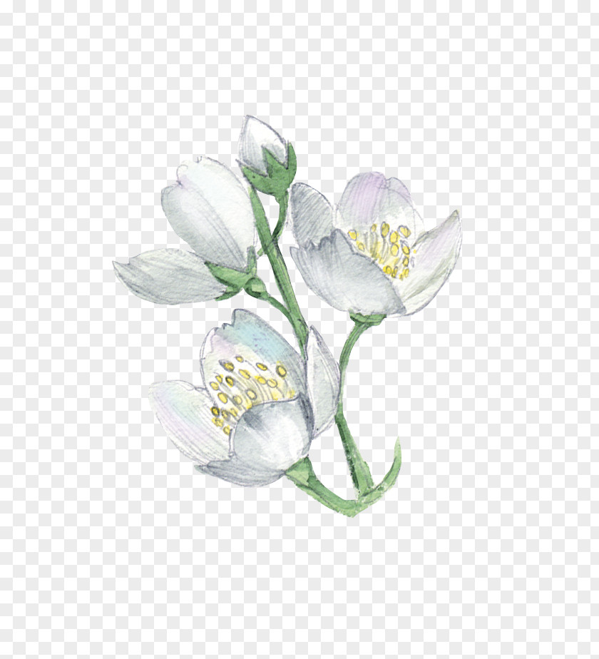 Watercolor Flowers White Flower Plant Illustration PNG
