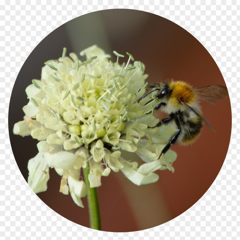 Bee Western Honey Nectar Bumblebee PNG