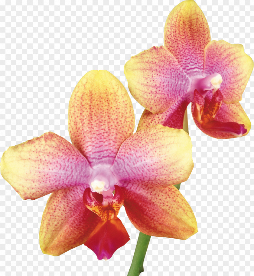 Orchid Dendrobium Nobile Moth Orchids Stock Photography Yellow PNG
