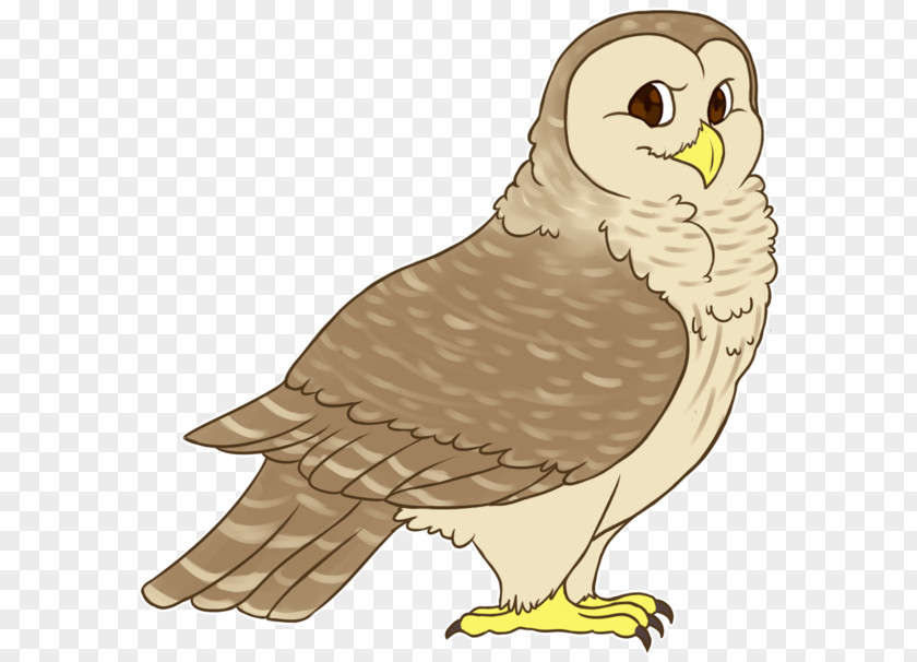 Barred Owl Bald Eagle Hawk Beak Clip Art PNG