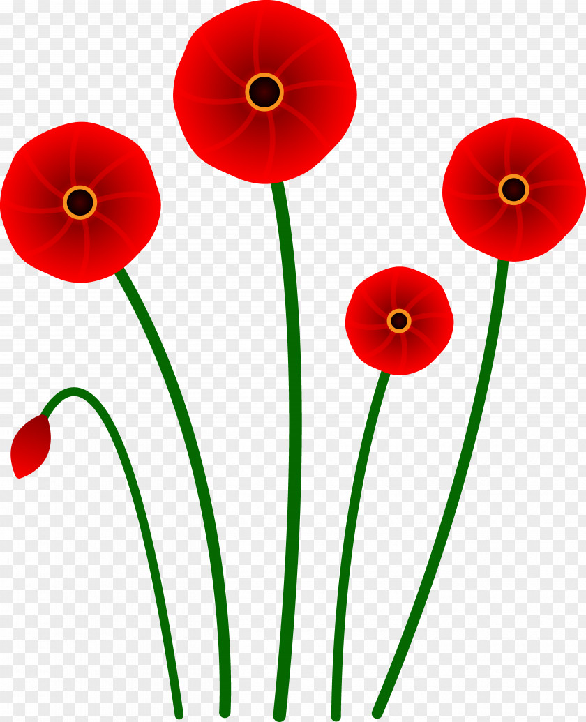 Cinnabon Cliparts Poppy Flower Red Clip Art PNG