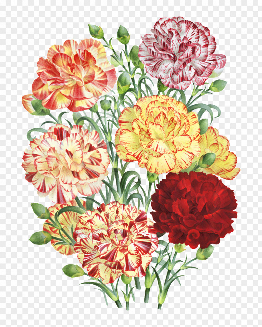 Flower Carnation Floral Design Bouquet Painting PNG
