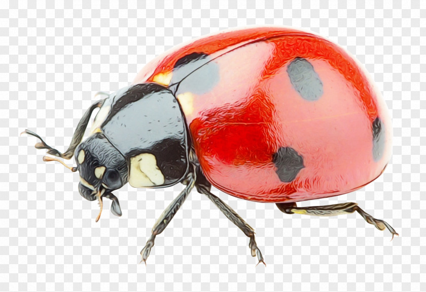 Ladybird Beetle Clip Art Image PNG