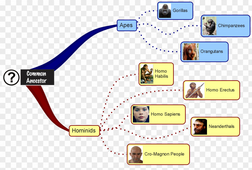 Neanderthal Primate Homo Sapiens Human Evolution PNG