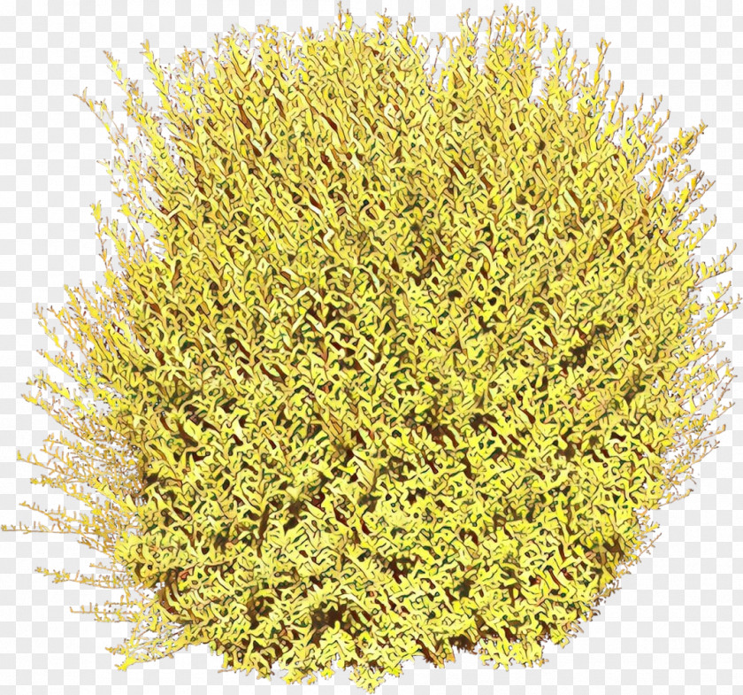 Perennial Plant Flower Yellow Grass PNG