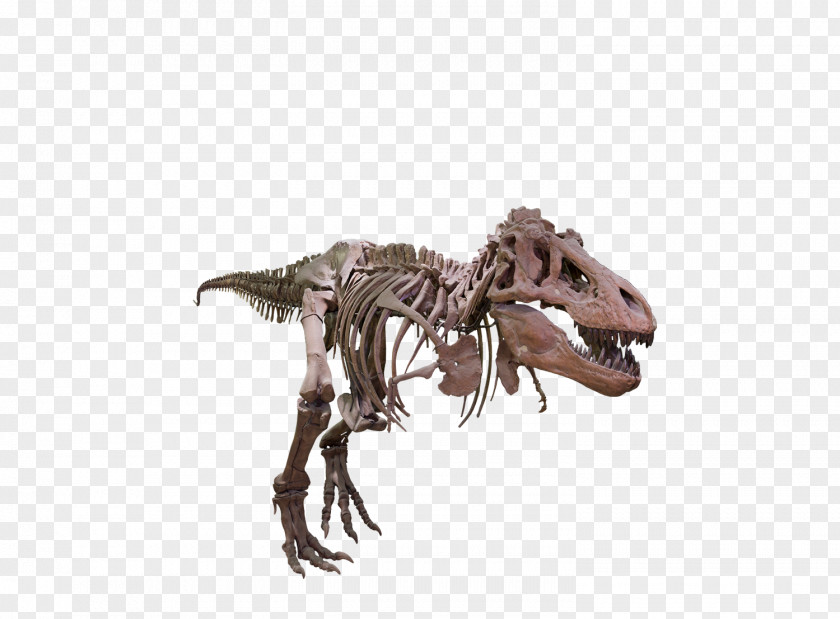 T Rex Tyrannosaurus Velociraptor Giganotosaurus Dinosaur Size PNG