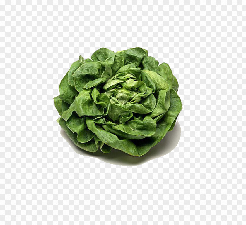 Cabbage Kale PNG