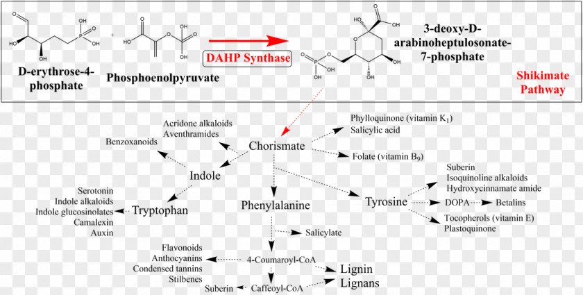 DAHP Synthase Shikimate Pathway Shikimic Acid Biosynthesis Metabolic PNG
