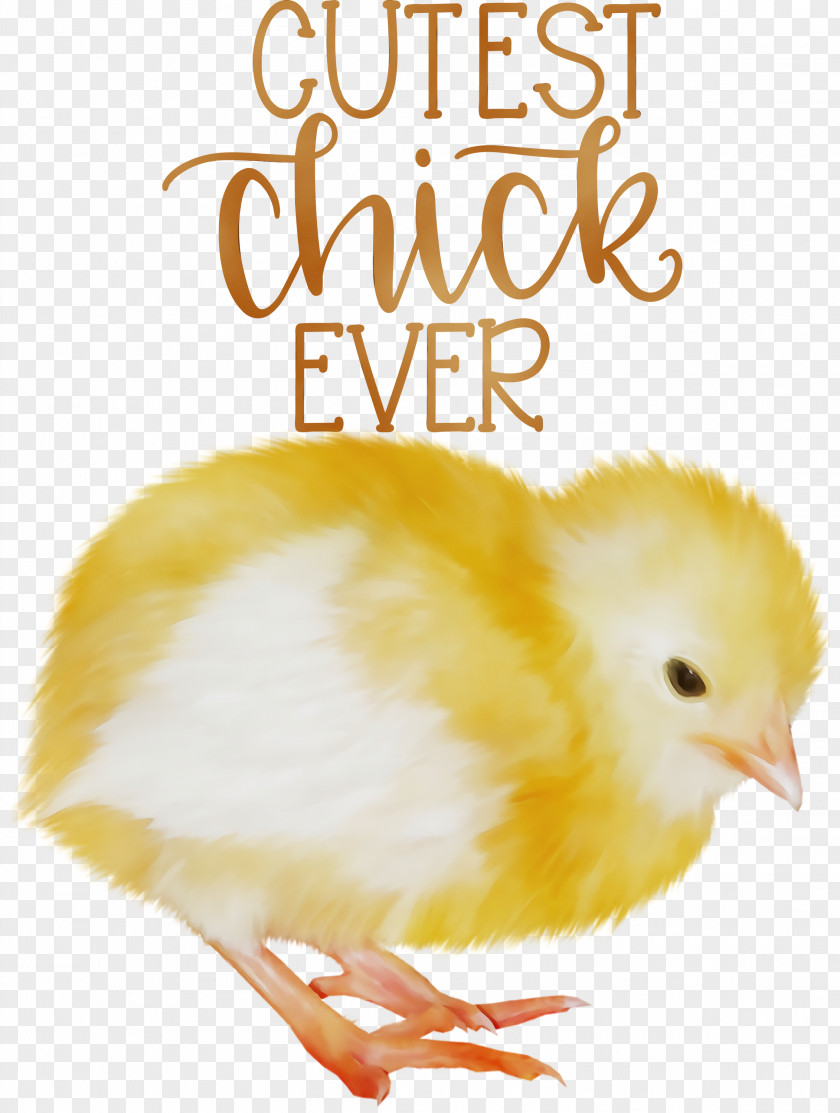Landfowl Chicken Meter Beak Font PNG