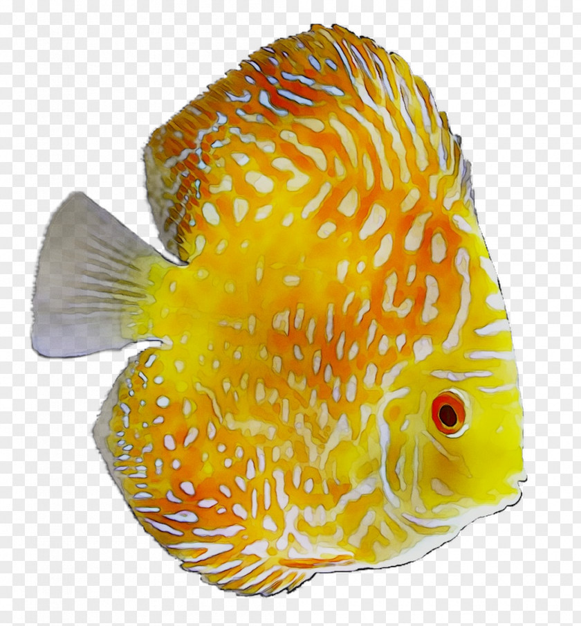 Marine Biology Fish PNG