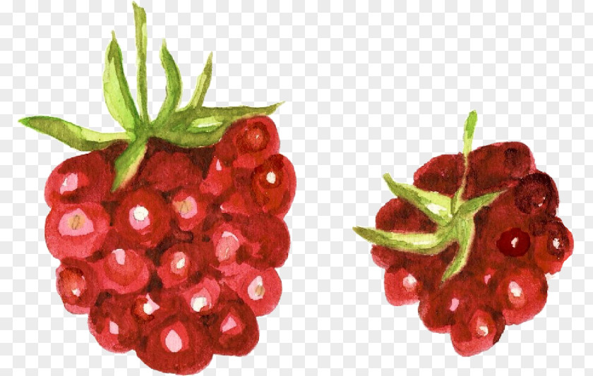 Raspberries Watercolour Cranberry Raspberry Zante Currant Accessory Fruit Watercolor Painting PNG
