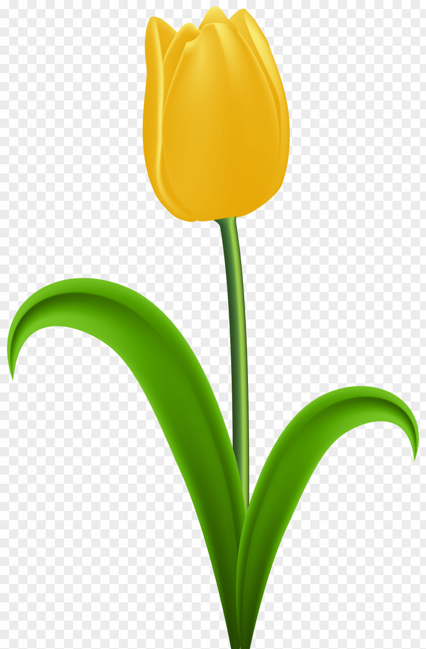 Yellow Tulip Transparent Clip Art Flower PNG