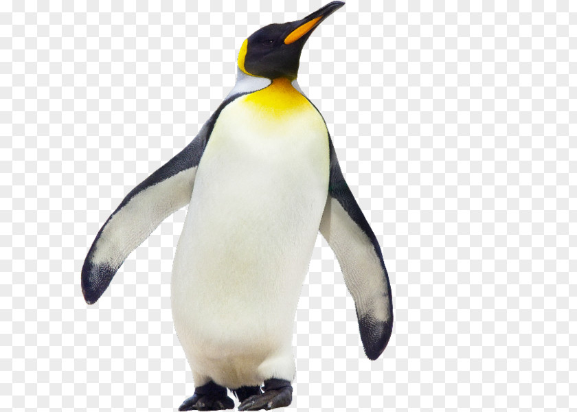 Big Penguin Chick Les Manchots Empereurs Bird PNG