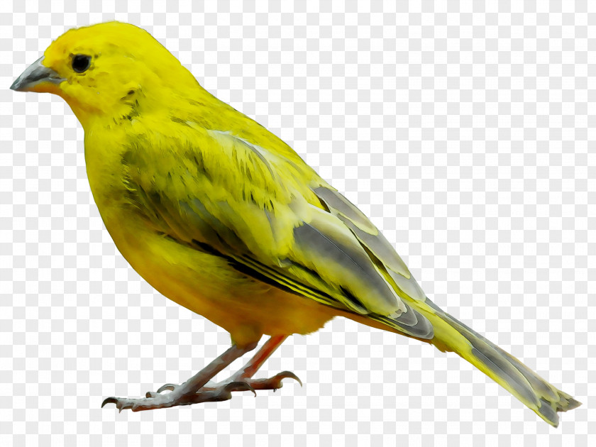 Domestic Canary Bird Illustration American Sparrows PNG