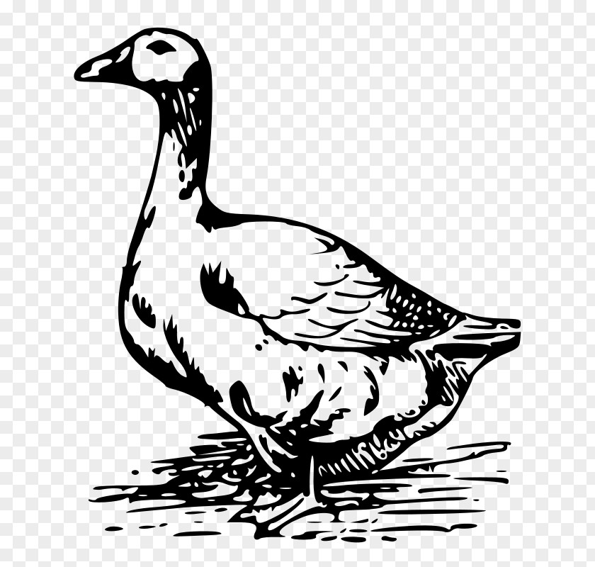 Goose Drawing Clip Art PNG